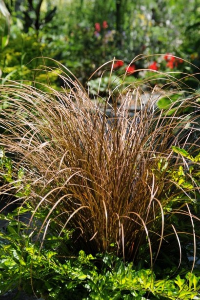 Осока жгутикова (карекс) ‘Аубурн’|Carex flagellifera ‘Auburn’|Осока жгутиковая (карекс) ‘Аубурн’